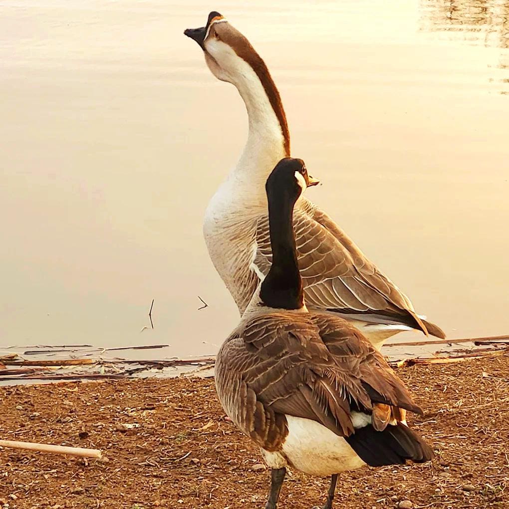 Wildlife In Elmer Thomas Park