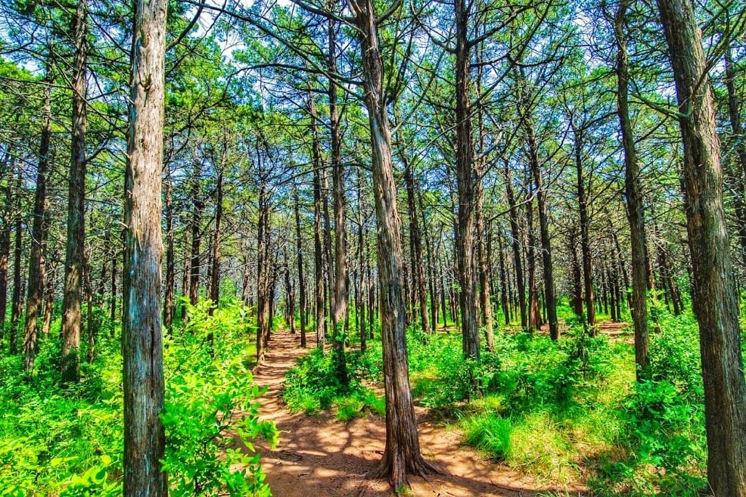 Parallel Forest Trail