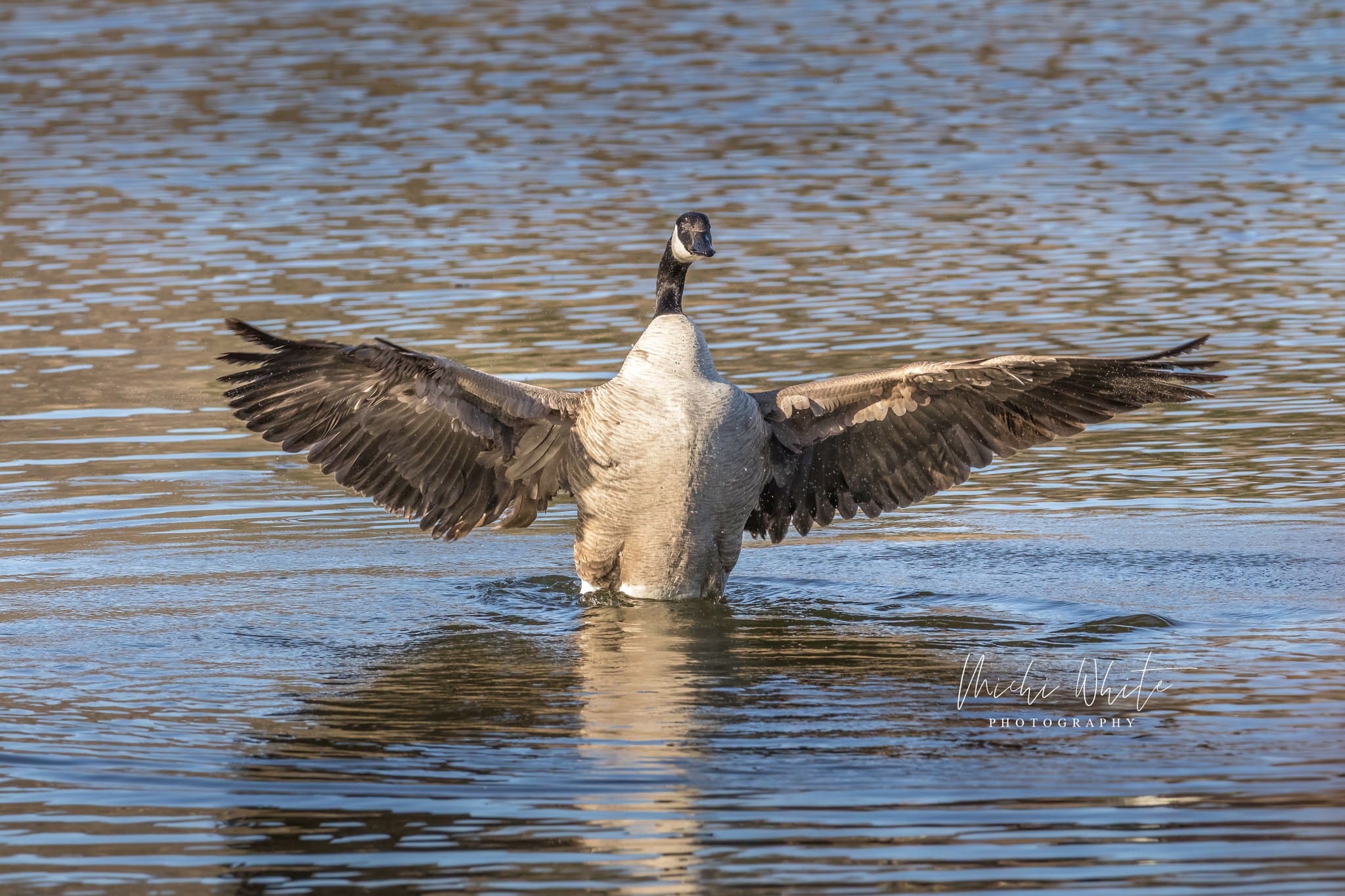 Canadian Goose in The WMWR
