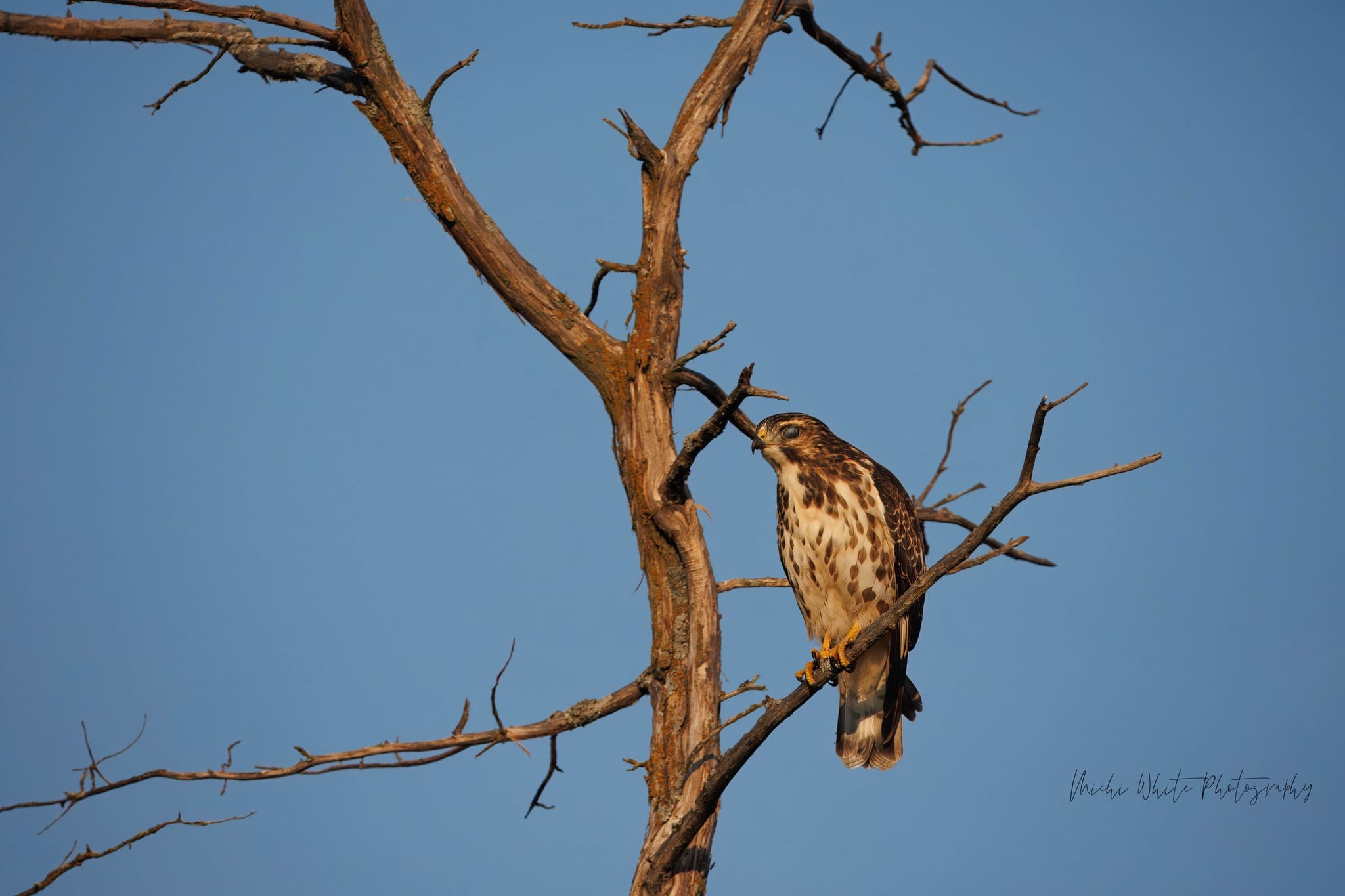 Hawk Photo In WMWR