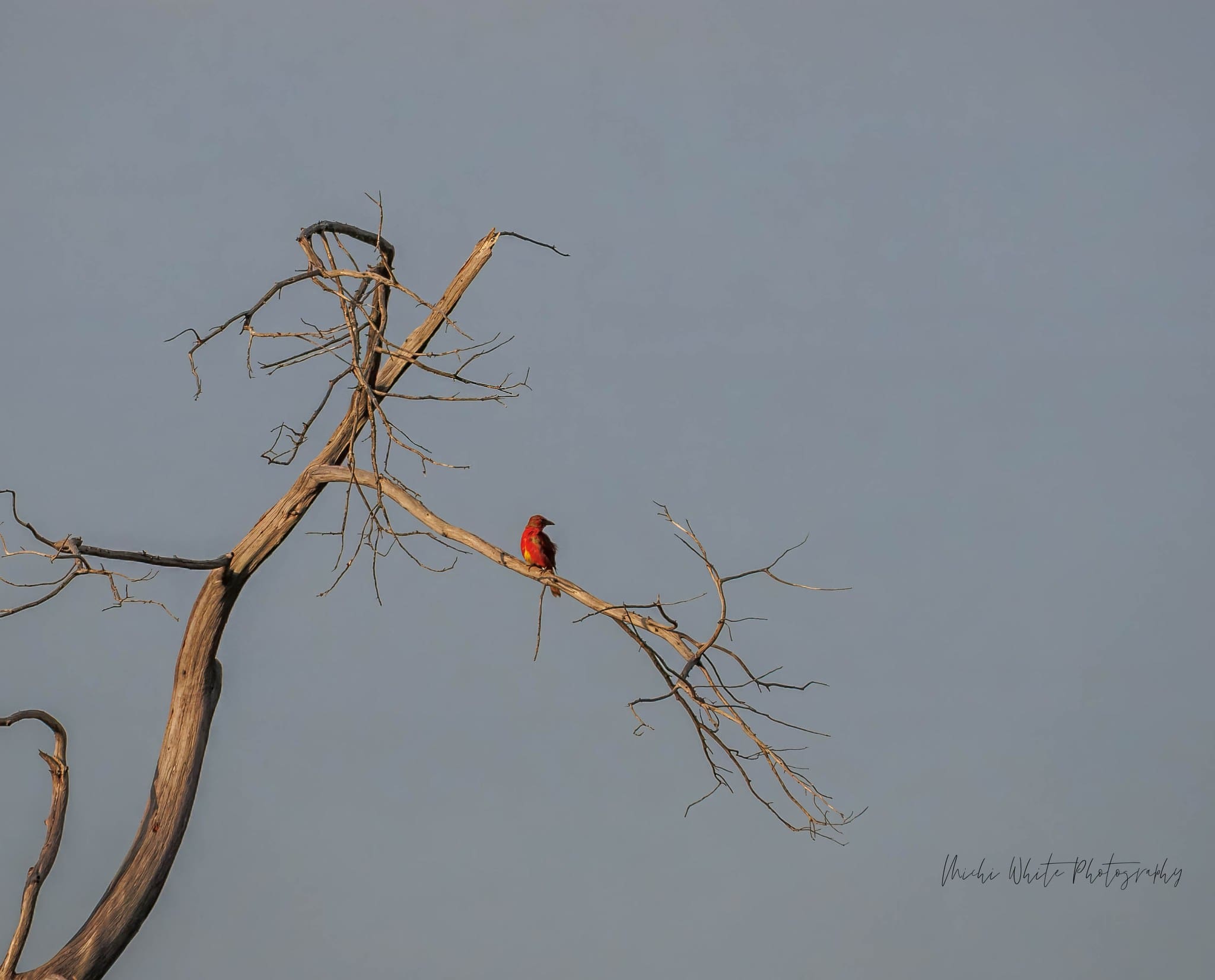 juvenile Summer Tanager in the WMWR